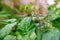 green bunch of ripening tomatoes, Solanum lycopresicum, edible fruits, tops in background, concept of rich harvest of vegetable