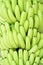 Green bunches of Cavendish banana