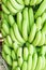 Green bunches of Cavendish banana