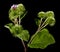 Green burdock isolated on a black background. As an element of packaging design