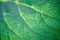 Green burdock leaf closeup, macro photo for background.