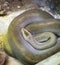 Green burmese python