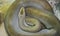 Green burmese python