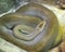 Green burmese python