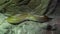 Green burmese python on the rock