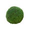 Green bush boxwood round shape on a white background