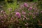 A green bush with bright violet flowers in springtime