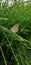 Green bush butterfly rain droplets cloudy weather