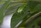 Green Bush Cricket or Katydid on Leaves
