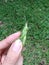 Green bush cricket or long-horned grasshopper