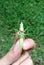 Green bush cricket or long-horned grasshopper