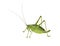 Green bush-cricket ( long horned grasshopper)