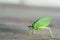 Green bush cricket or long-horned grasshopper licking legs on wooden floor, blur bokeh background with copy space