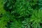 Green Bush of curly parsley close up macro.