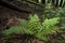 Green bush fern in the forest in summer