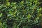 Green bush foliage closeup golden hour