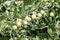 Green bush gooseberry berries on a horizontal branch with green leaves