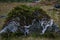 Green bush growing over the stone, Greenland