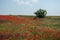 Green bush in a large poppy field