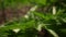 Green bush leafs blossoming in warm forest in closeup. Amazing green leafs.