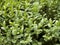 Green bush leaves with water drops front view