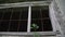 Green bush leaves waved by wind near window with rusty grid