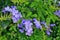 The green bush with purple jasmine flowers
