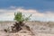 Green bush in sand with epic sky, desert growth