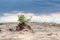 Green bush in sand with epic sky, desert growth