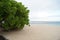Green bush on a sandy beach on a cloudy day