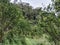 Green bush among some sweet citrus plants