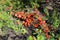 The green bush in the spring blossomed with orange flowers.