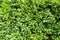 Green Bush Texture