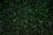 Green bush wall background