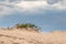 Green bush, yellow flowers in sand, desert macro