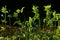 Green bushes of Cirsium oleraceum close-up in the sun near the stream in the city garden