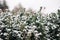Green bushes covered with white snow at a winter frosty park. Garden bed of a green flower plants under the solid layer of pure