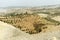 Green bushes grow on the hillside in middle East desert