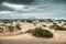 Green bushes in Lanzarote coastal dune