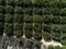 Green bushes orange trees in a row. Spain