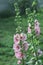 Green bushes of pink mallows in full bloom