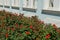 Green bushes with red roses along a blue wall with white windows