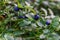 Green bushes with ripe blueberries. Forest edible berries. Healthy or diet food