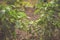 Green bushes of sweet pepper growing in a summer garden