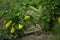 Green bushes of sweet pepper in a summer garden. Growing vegetables on open ground