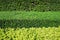 Green bushes in three horizontal layers background