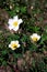 Green bushes with white flowers of a blooming wild briar, pollinated by insects. Nature and naturalness