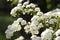 Green bushes with white flowers and green leaves in the sunshine