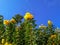 Green bushes with yellow bunches of Campsis radicans F. Flava flowers against a blue sky in Sharm El Sheikh Egypt. Beautiful