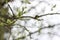 Green bushy buds on a willow branch close up